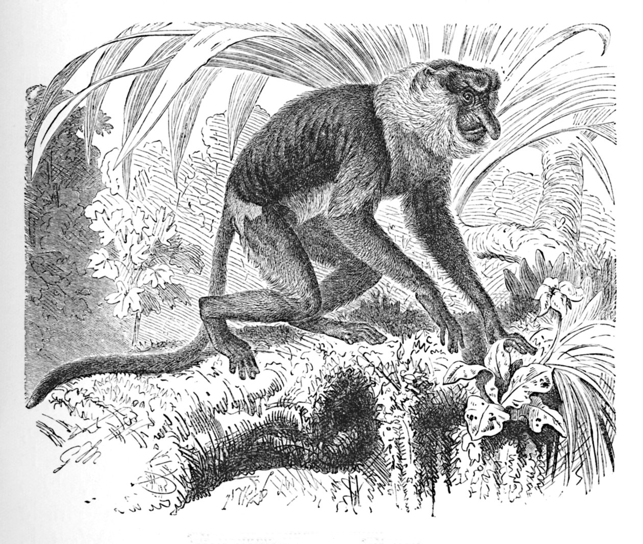 Macaco-narigudo, c1900 de Helena J. Maguire