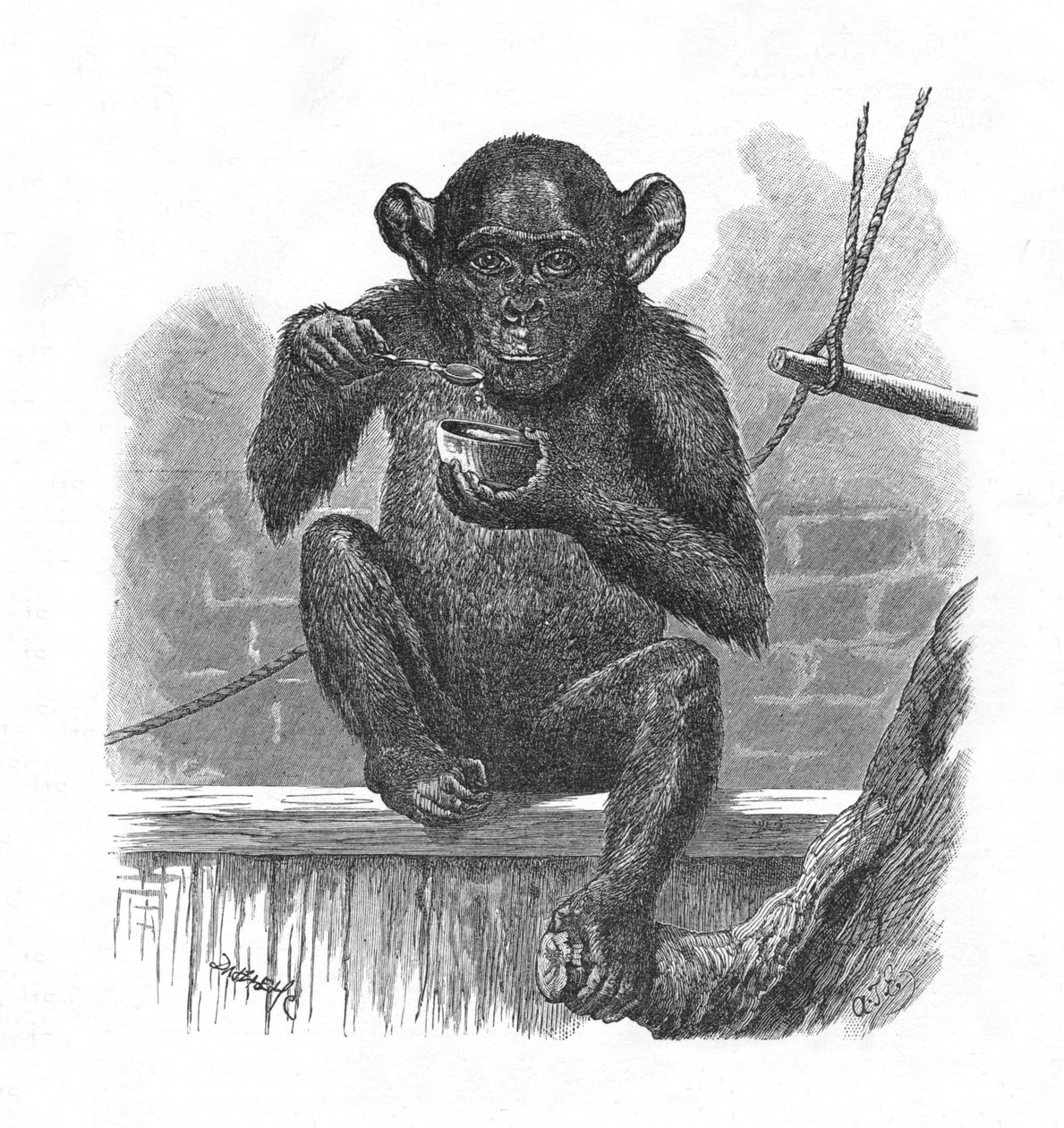 O chimpanzé Sally., C1900 de Helena J. Maguire