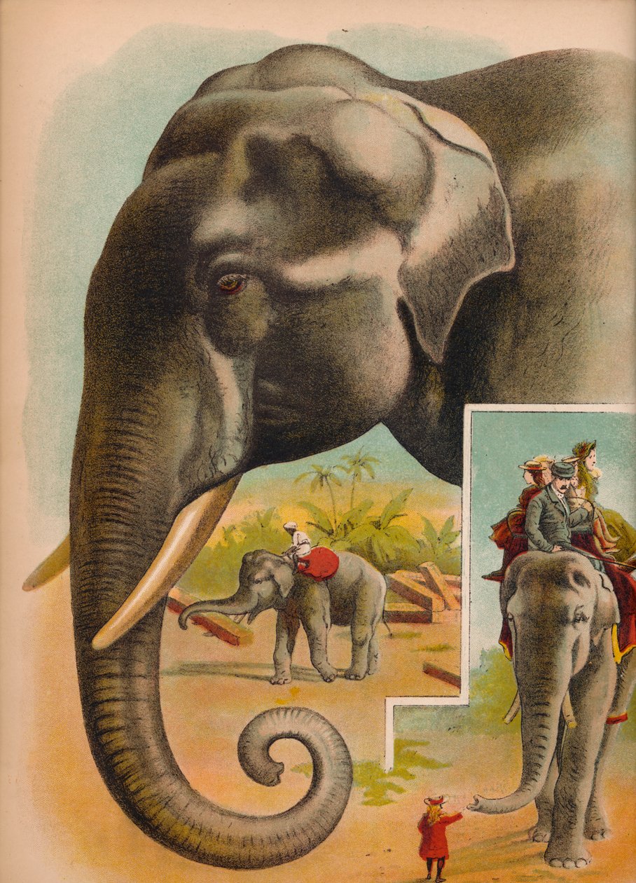 O elefante, c1900 de Helena J. Maguire