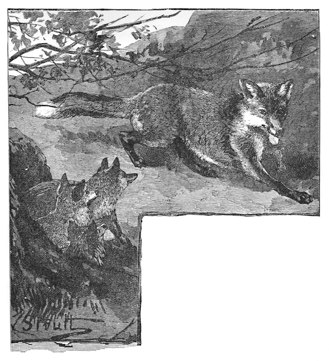A raposa e seus filhotes, c1900 de Helena J. Maguire