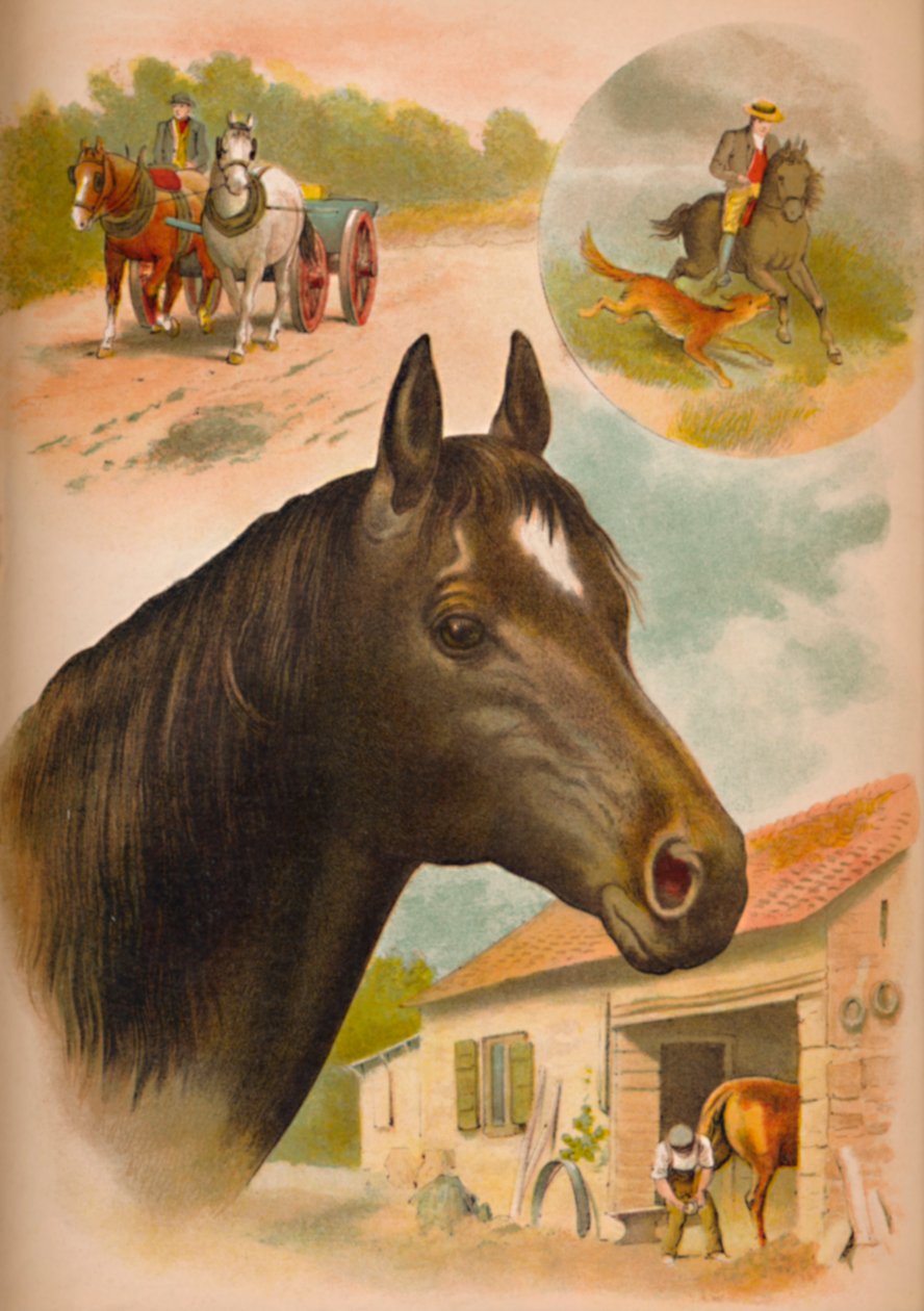 O cavalo, c1900 de Helena J. Maguire