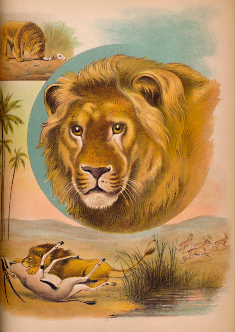 O Leão, c1900 de Helena J. Maguire