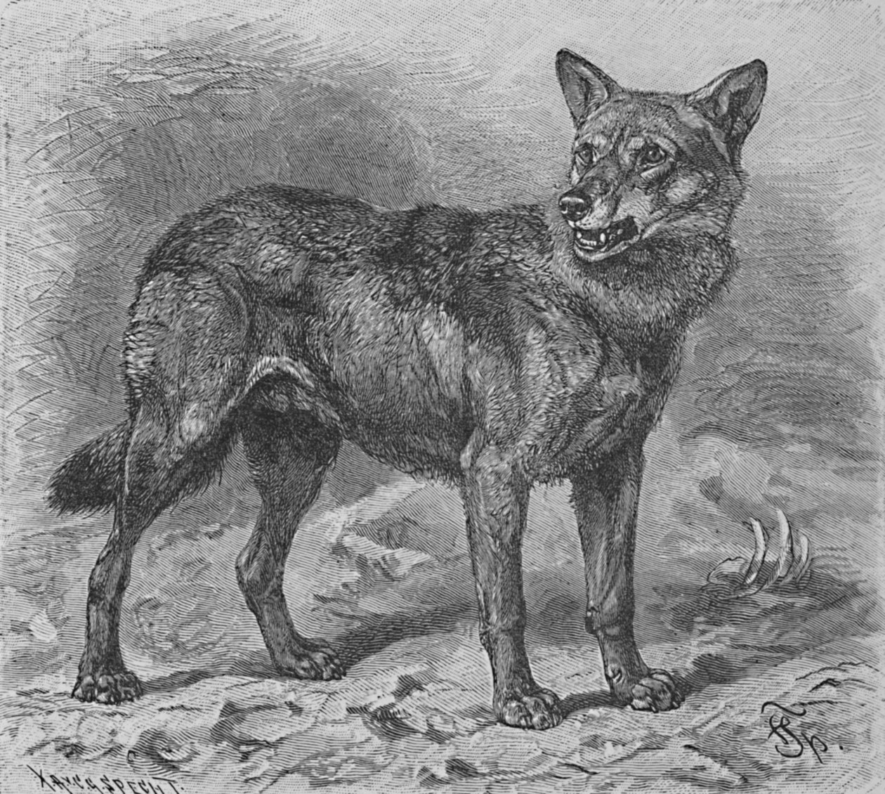 O lobo, c1900 de Helena J. Maguire