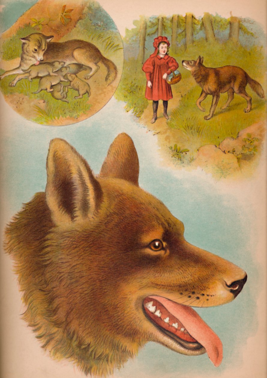 O lobo, c1900 de Helena J. Maguire