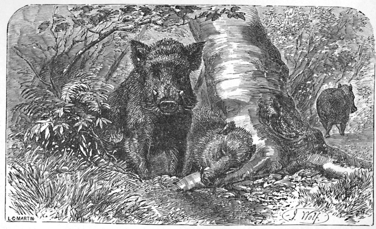 Javalis selvagens na floresta, c1900 de Helena J. Maguire