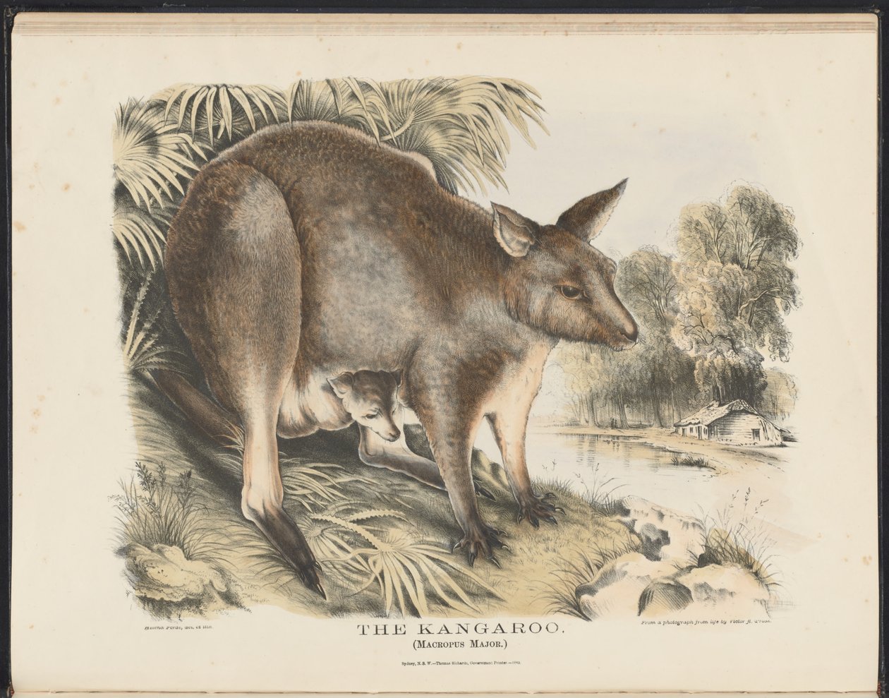Mamíferos da Austrália (Krefft) Nla.obj-33627803-12 O canguru de Helena Scott