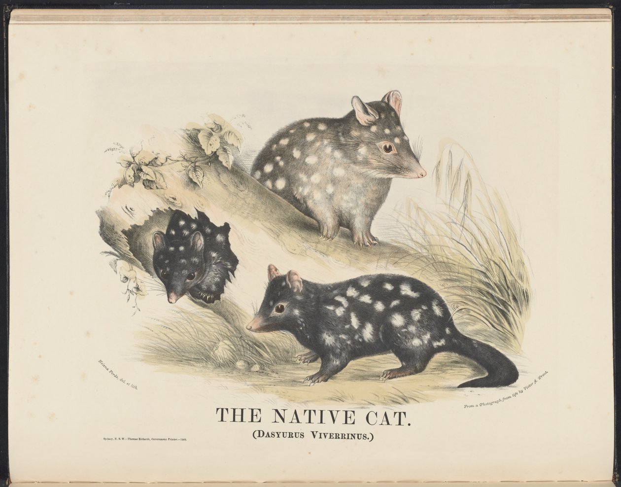 Mamíferos da Austrália (Krefft) Nla.obj-33627803-14 O gato nativo de Helena Scott