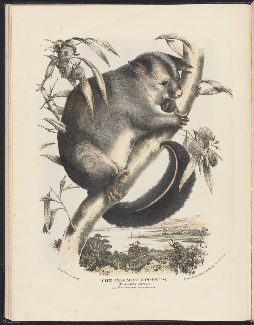 Mamíferos da Austrália (Krefft) Nla.obj-33627803-9 O gambá comum. de Helena Scott