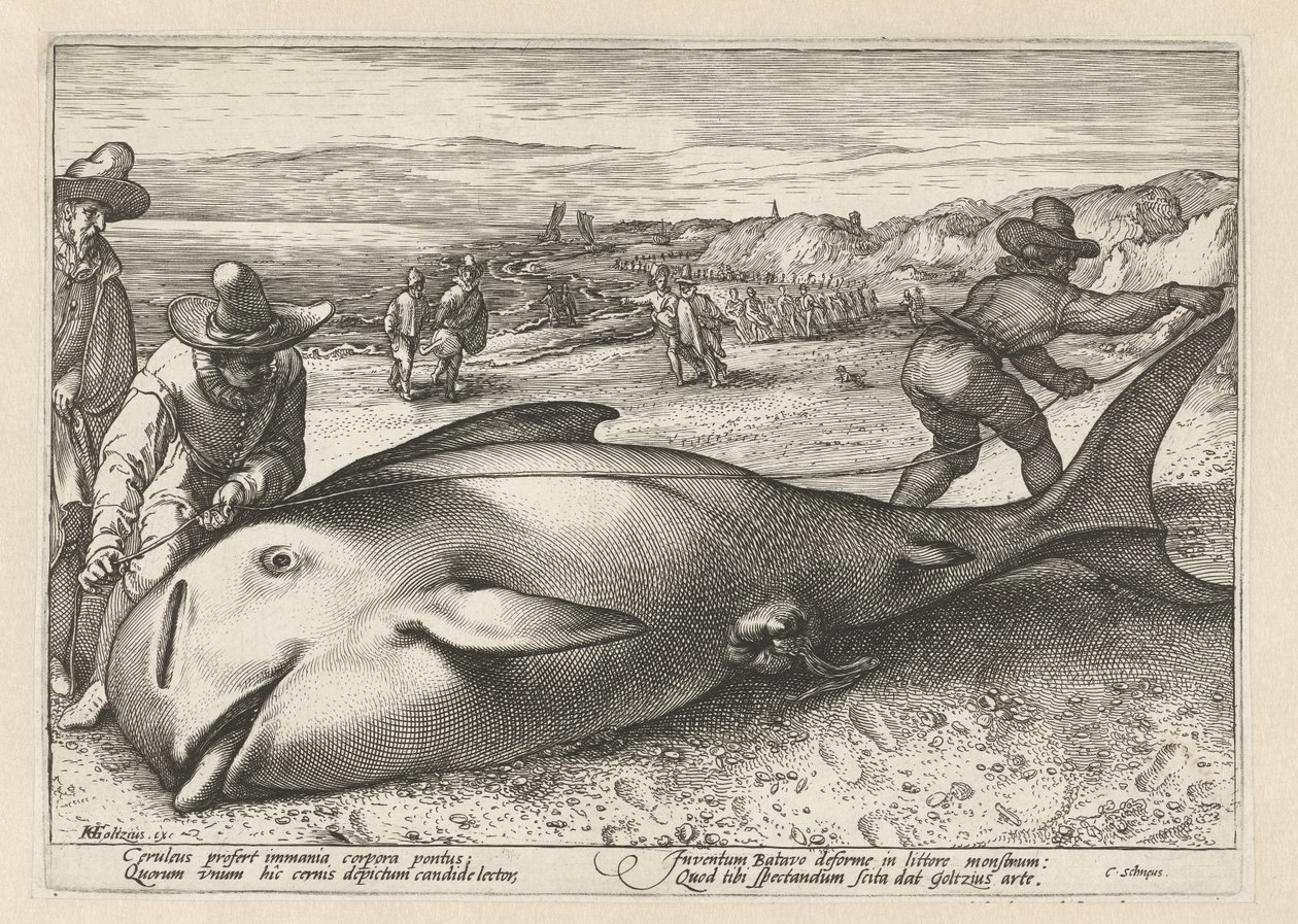 Dois homens medem uma baleia encalhada de Hendrick Goltzius (workshop of)