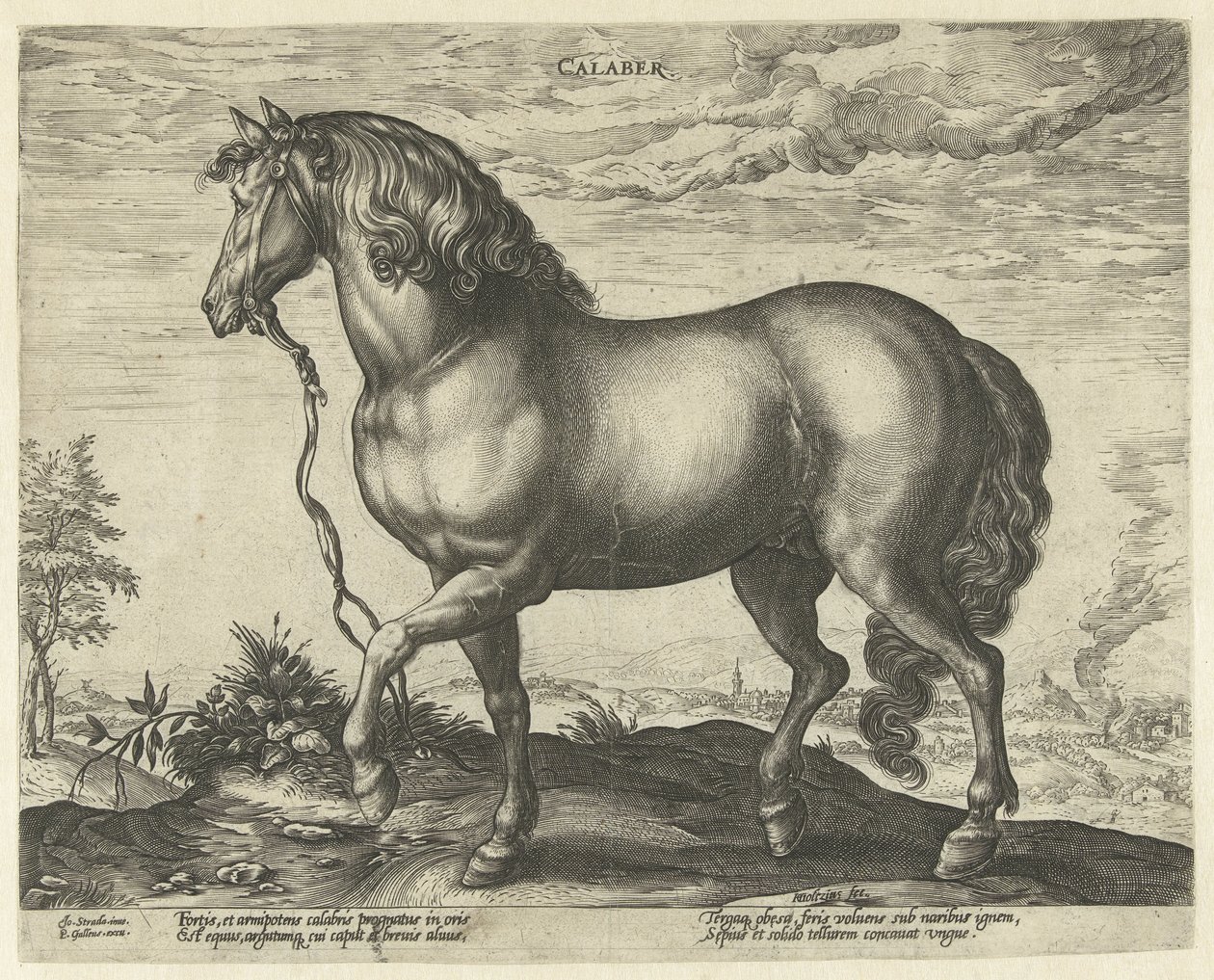 Cavalo da Calábria Calaber (título no objeto) Raças de Cavalos dos Estábulos Reais de Don Juan da Áustria (título da série) de Hendrick Goltzius