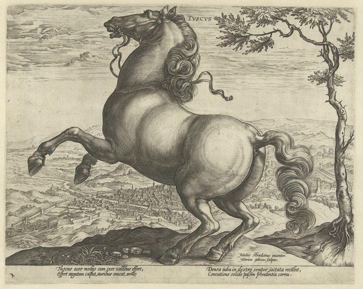 Cavalo da Toscana
Tvscvs (título sobre o objecto)
Raças de cavalos dos estábulos reais de Don Juan da Áustria (título da série) de Hendrick Goltzius