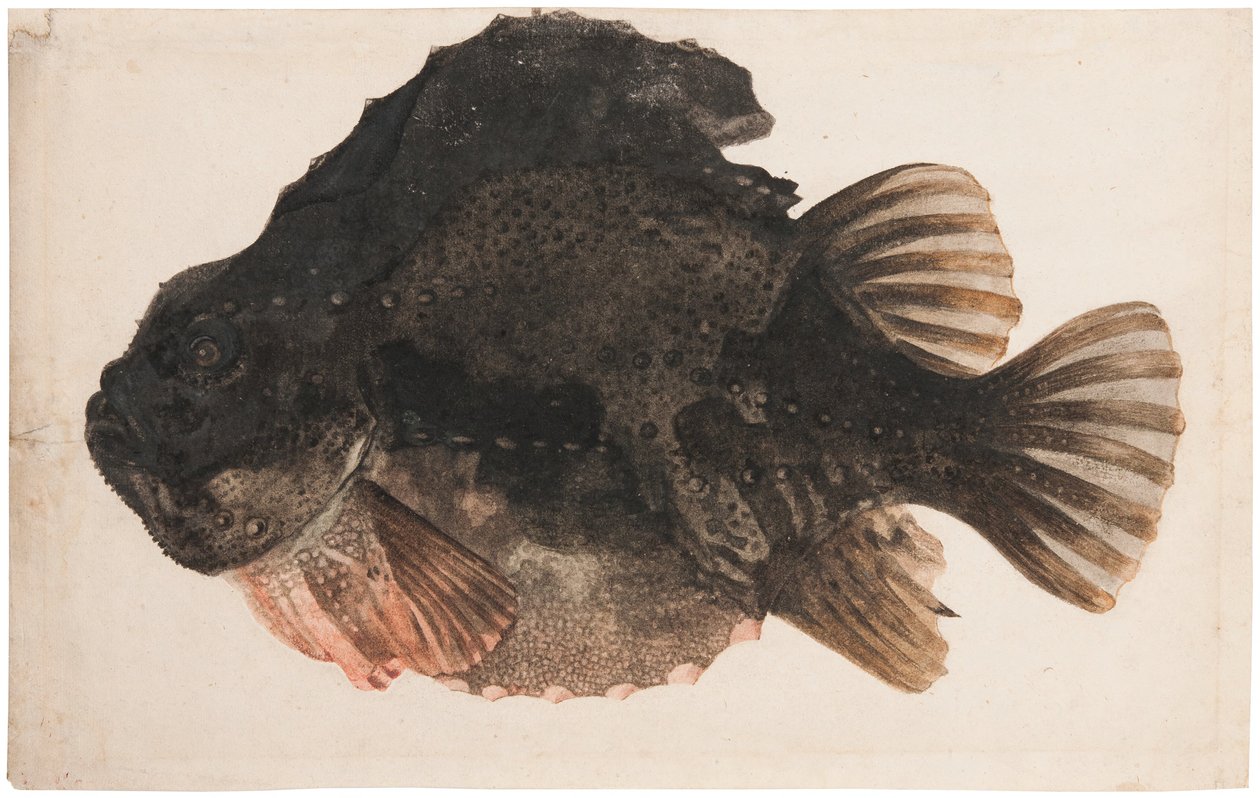 Estudo de um ciclóptero macho de Hendrick Goltzius