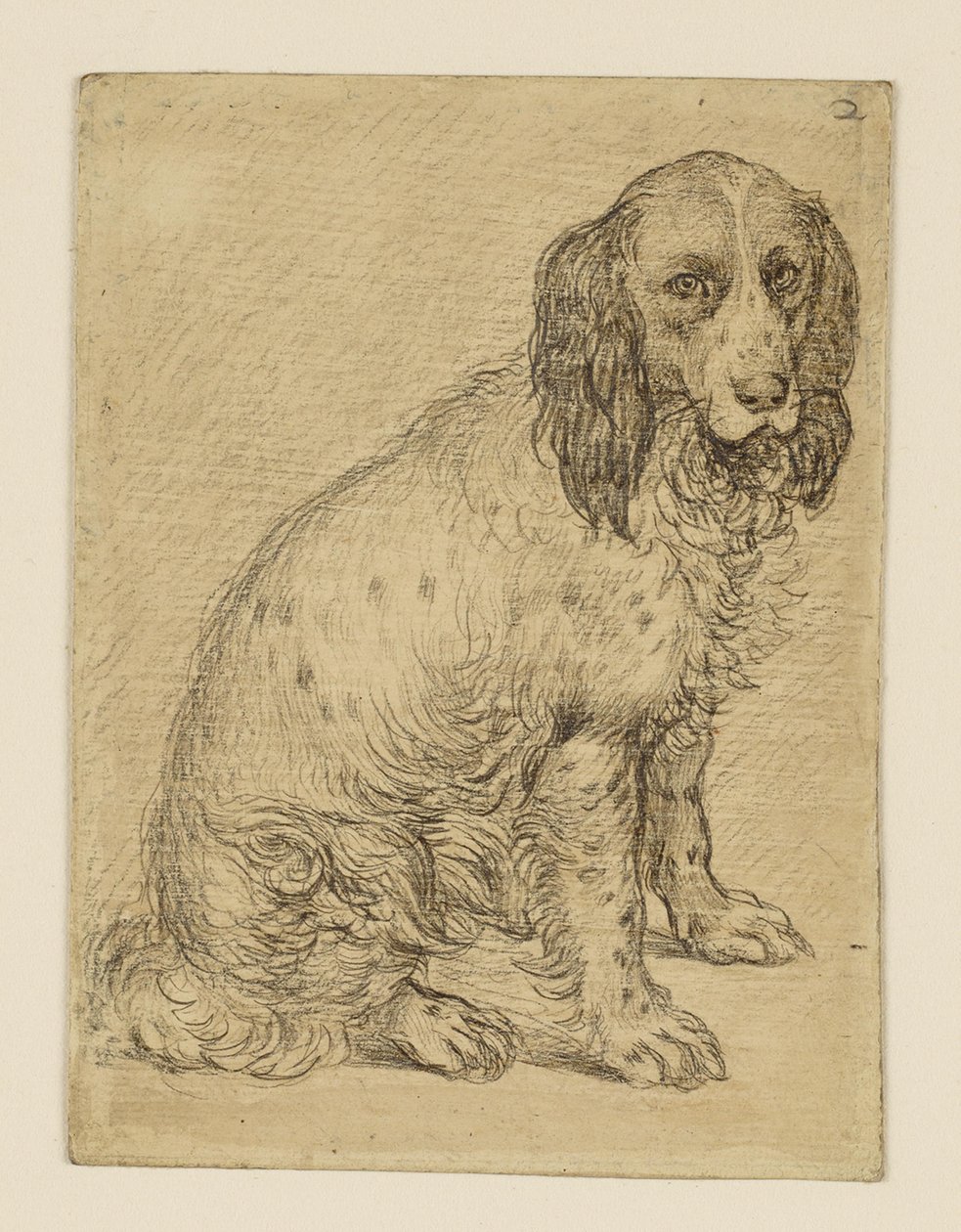 Cão de caça à perdiz de Drenthe sentado de Hendrick Goltzius