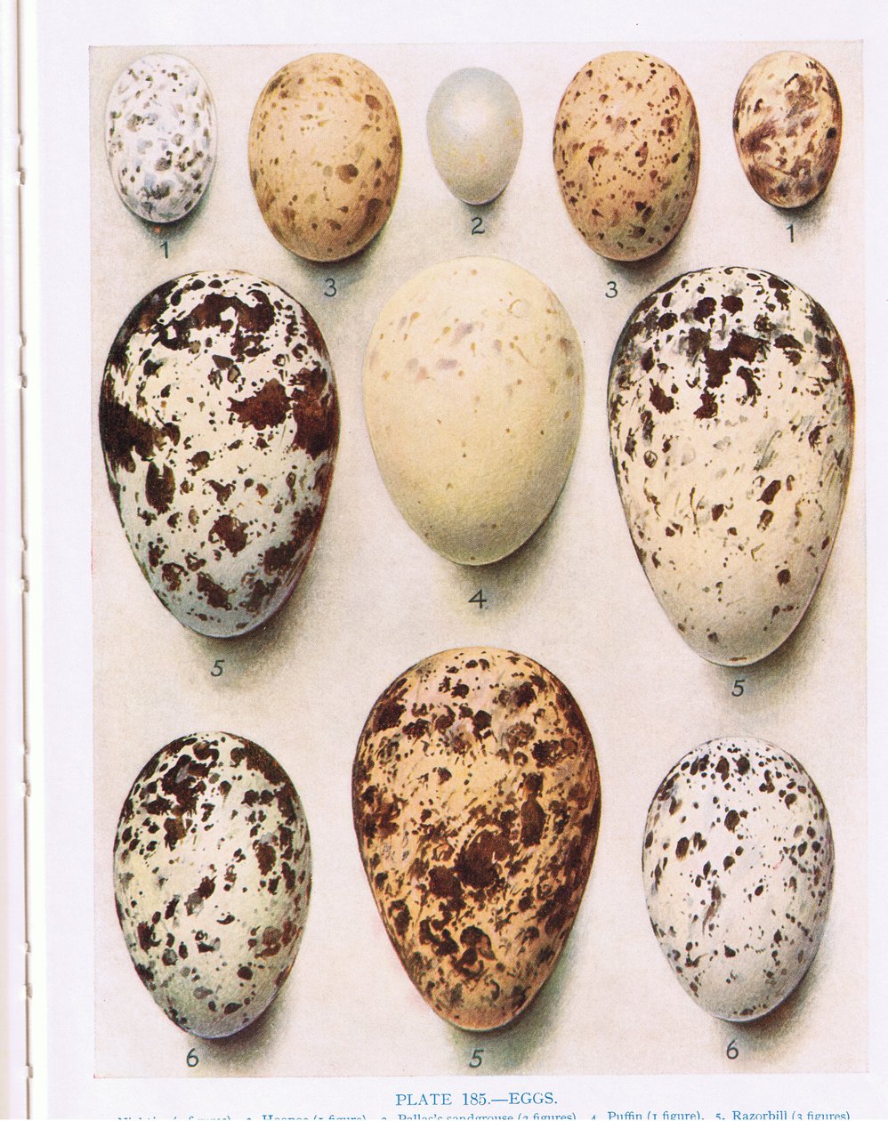 Ovos: Cuco: etc, ilustração de &39;British Birds&39; por Kirkman und Jourdain, 1966 de Hendrik Gronvold