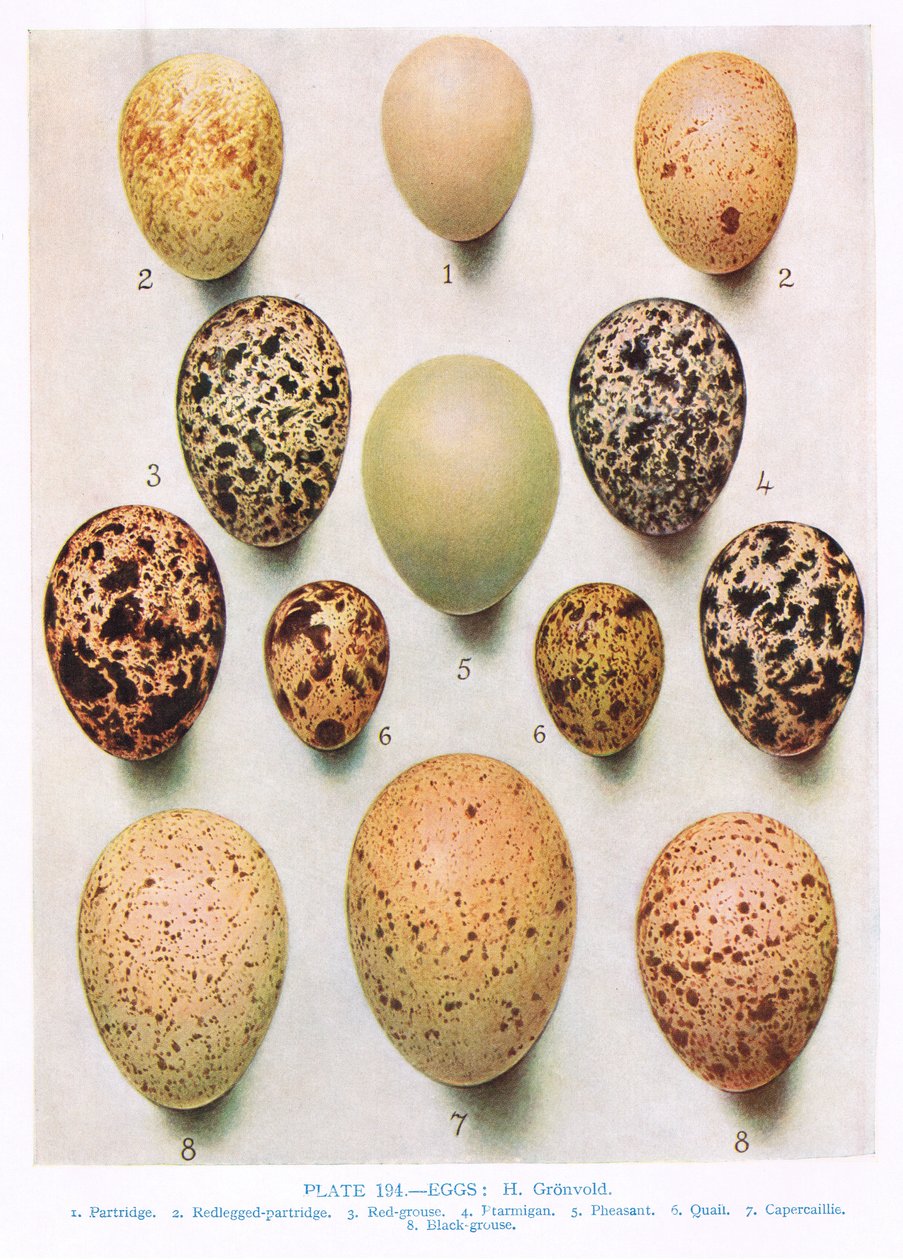 Ovos: Maçarico: Abetarda: etc, ilustração de &39;British Birds&39; por Kirkman und Jourdain, 1966 de Hendrik Gronvold