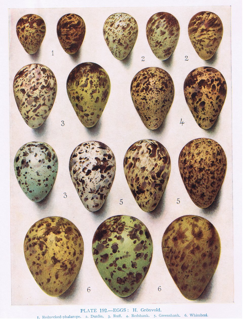 Ovos: Dotterell: Common Sandpiper: etc, ilustração de &39;British Birds&39; por Kirkman und Jourdain, 1966 de Hendrik Gronvold