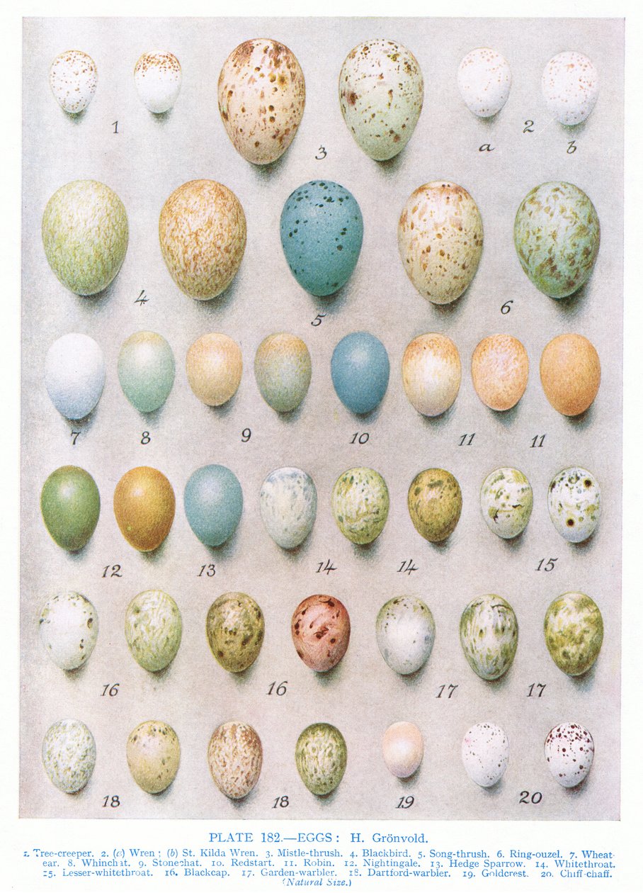 Ovos: Verdilhão: Pintassilgo etc, ilustração de &39;British Birds&39; por Kirkman und Jourdain, 1966 de Hendrik Gronvold