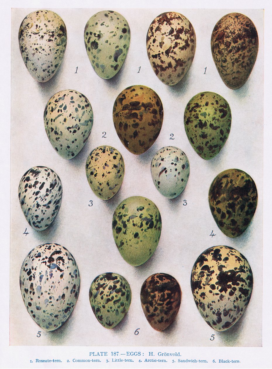 Ovos: Guillemot: etc, ilustração de &39;British Birds&39; por Kirkman und Jourdain, 1966 de Hendrik Gronvold