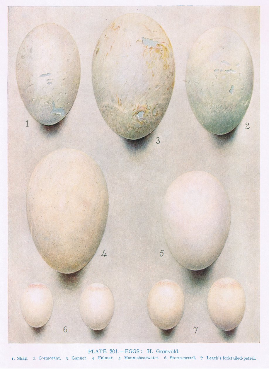 Ovos: Mel Buzzard: Peregrine Falcon: etc, ilustração de &39;British Birds&39; por Kirkman und Jourdain, 1966 de Hendrik Gronvold