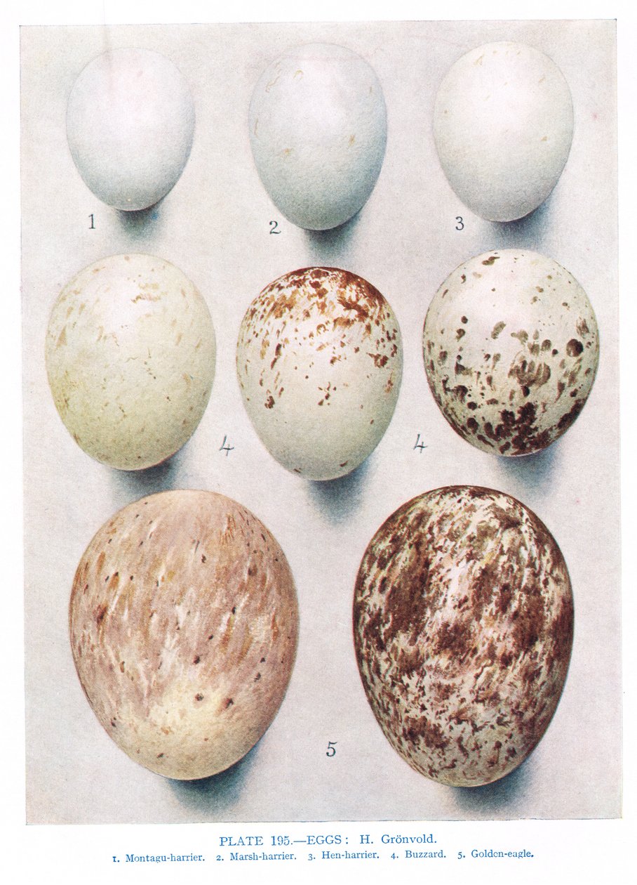 Ovos: Perdiz: Perdiz de patas vermelhas: etc, ilustração de &39;British Birds&39; por Kirkman und Jourdain, 1966 de Hendrik Gronvold