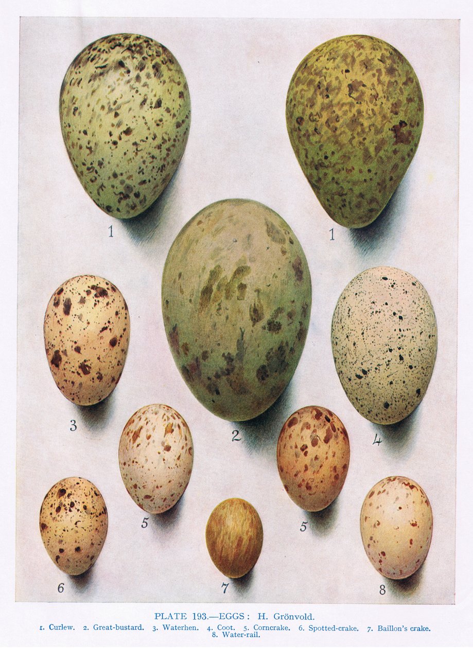 Ovos: Falaropo Red Necked: Dunlin: etc, ilustração de &39;British Birds&39; por Kirkman und Jourdain, 1966 de Hendrik Gronvold