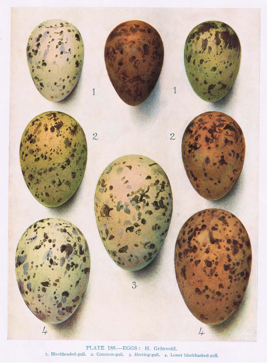 Ovos: Tern Rosado: Tern Comum: etc, ilustração de &39;British Birds&39; por Kirkman und Jourdain, 1966 de Hendrik Gronvold