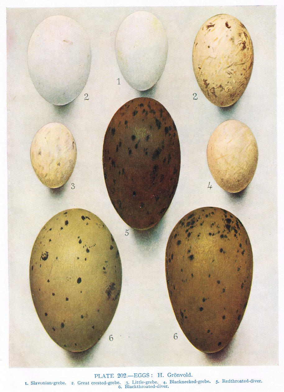 Ovos: Shag: Cormorant: etc, ilustração de &39;British Birds&39; por Kirkman und Jourdain, 1966 de Hendrik Gronvold