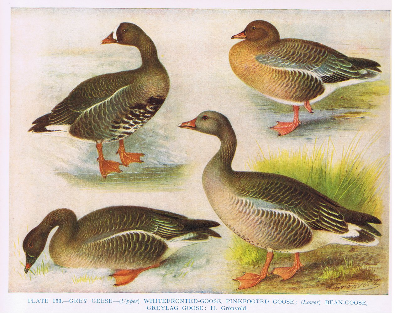 GreyWhitefrontedPink FootedBeanGrey Lag, ilustração de &39;British Birds&39; por Kirkman und Jourdain, 1966 de Hendrik Gronvold