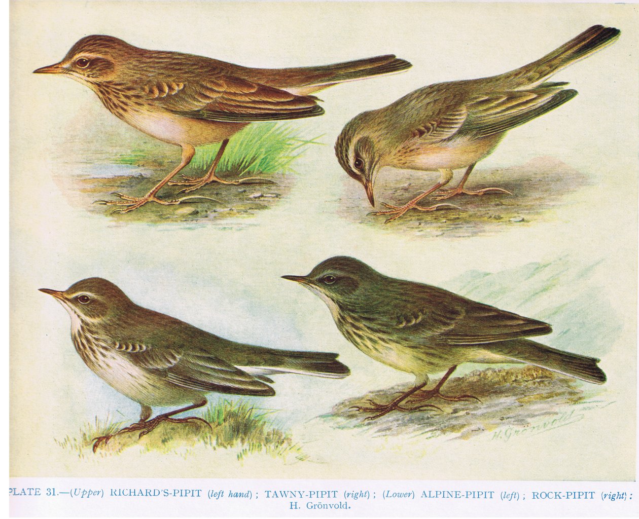 Tubarão de Richard, Tawny-Pipit, Alpine-pipit e Rock-pipit, ilustração de &39;British Birds&39; de Kirkman und Jourdain, 1966 de Hendrik Gronvold