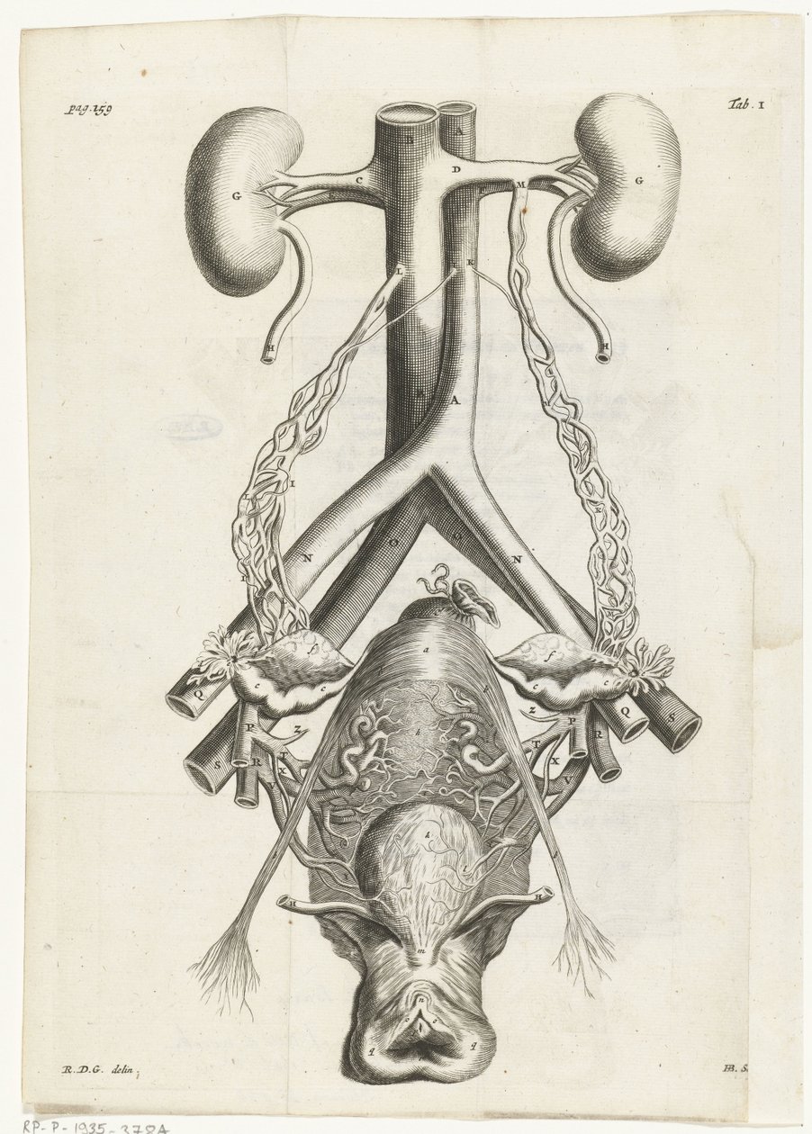 Ilustração anatómica dos órgãos genitais e rins femininos
Ilustração de livros para: Reinier de Graaf, Alle de wercken, Amsterdão, 1686 de Hendrik Bary