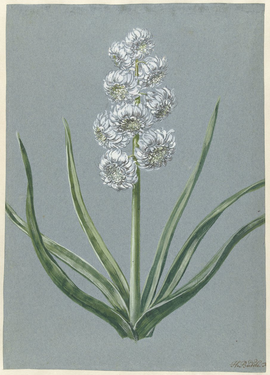 Hyacinth Margrave Charles de Baden Durlach Marqgraeff Carel v: Baden Durlach (título no objeto) de Hendrik Budde