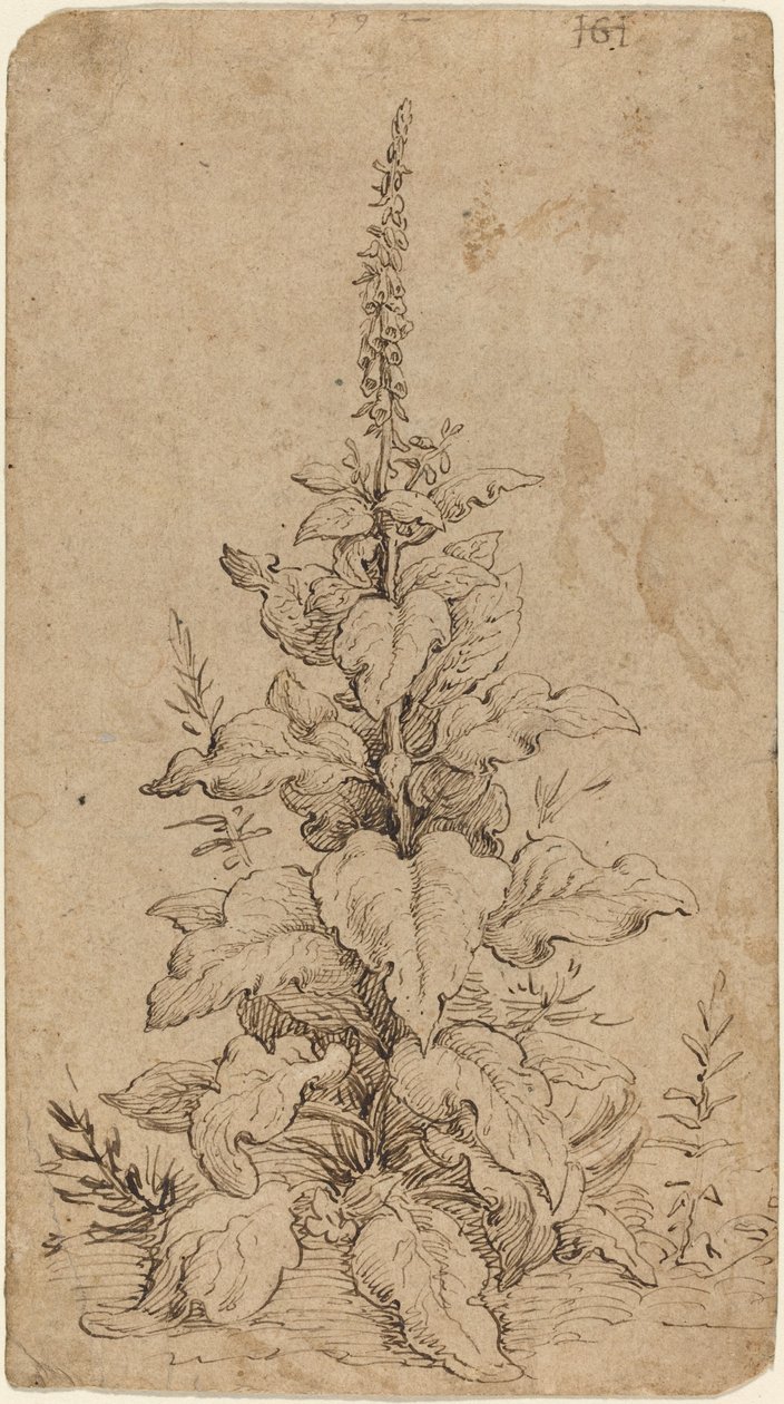Uma dedaleira em flor de Hendrik Goltzius
