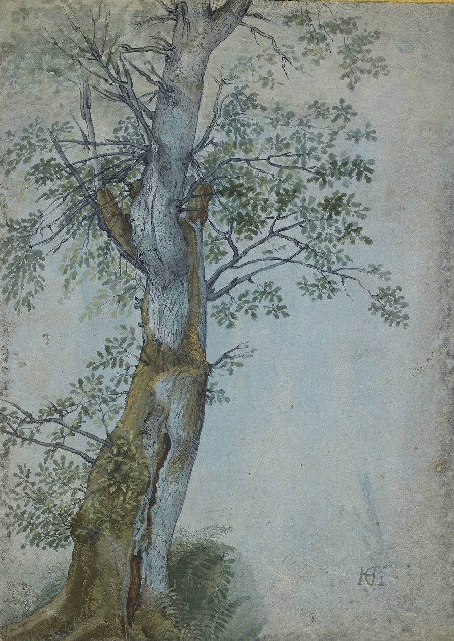 Estudo de uma árvore, 1597-99 (caneta em tinta marrom escura, pincel em wc e bodycolour, aumentada com branco sobre papel azul) de Hendrik Goltzius