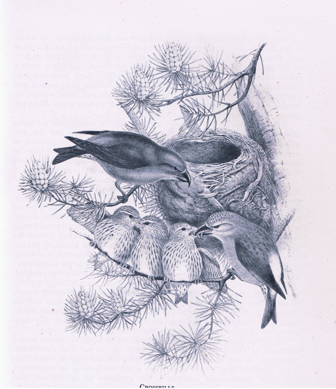 Crossbills, Nature in Britain publicado por Collins, 1946 de Hendrik Gronvold