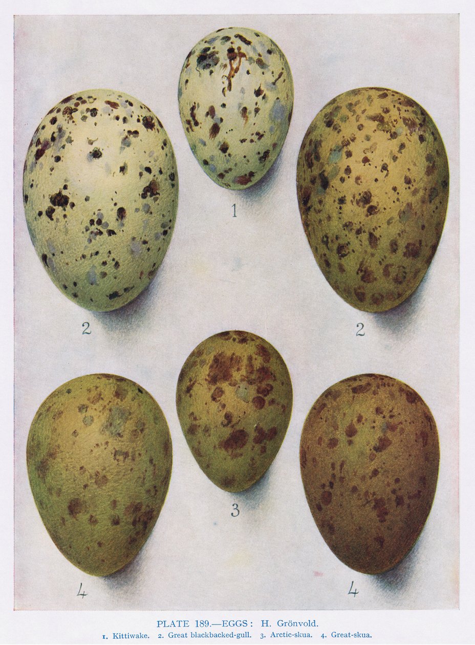 Ovos: Gaivota-de-cabeça-preta: Gaivota-comum: etc., ilustração de "British Birds", de Kirkman und Jourdain, 1966 de Hendrik Gronvold