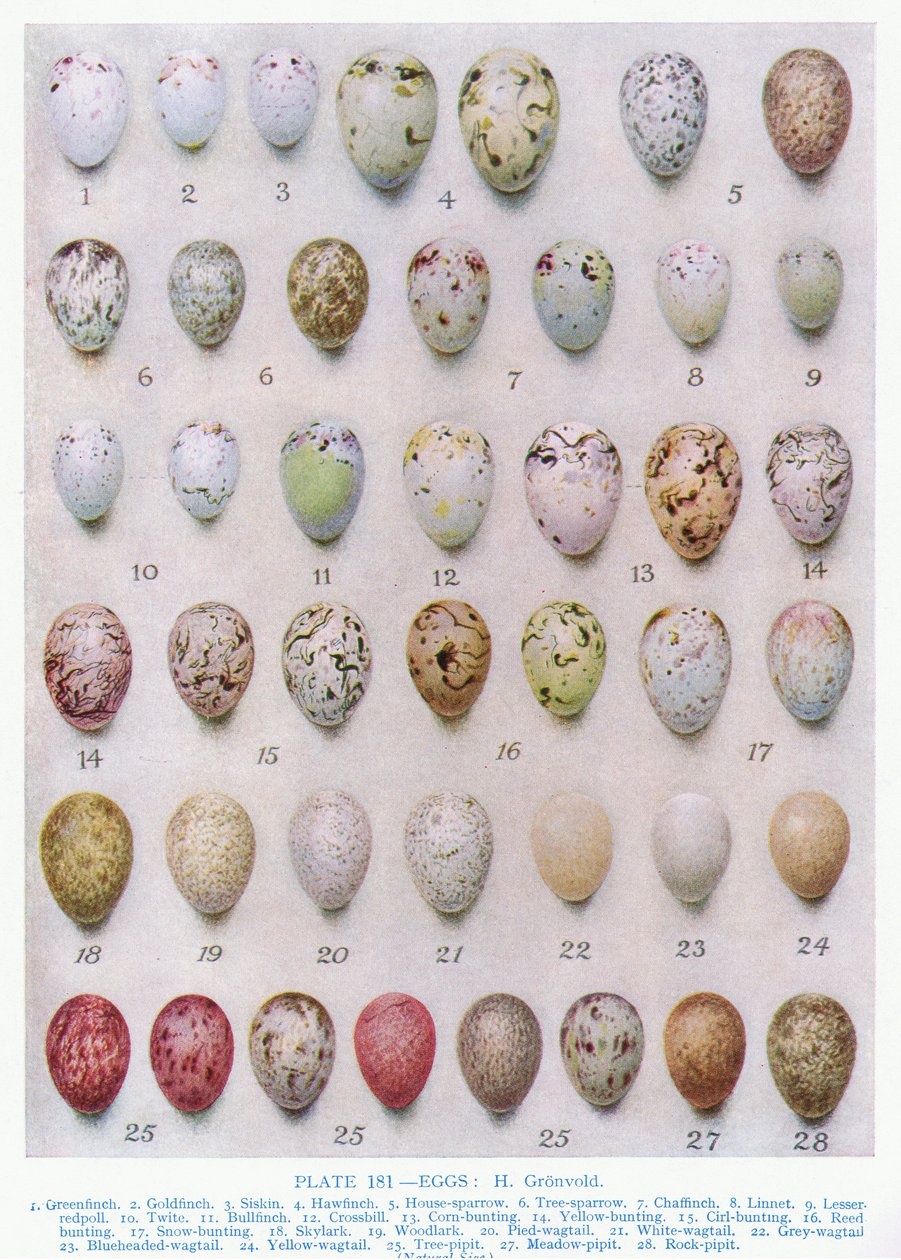 Ovos da família Crow, ilustração de &39;British Birds&39; por Kirkman und Jourdain, 1966 de Hendrik Gronvold