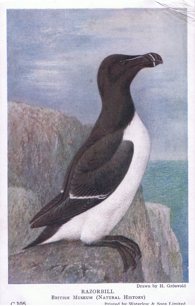 Razorbill, Cartões Postais, 1930s de Hendrik Gronvold