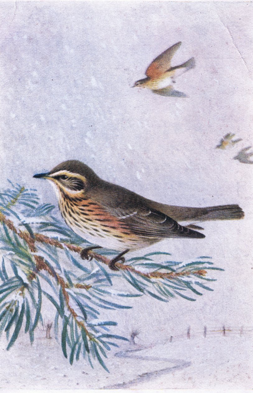 Redwing, Cartões Postais, 1930s de Hendrik Gronvold