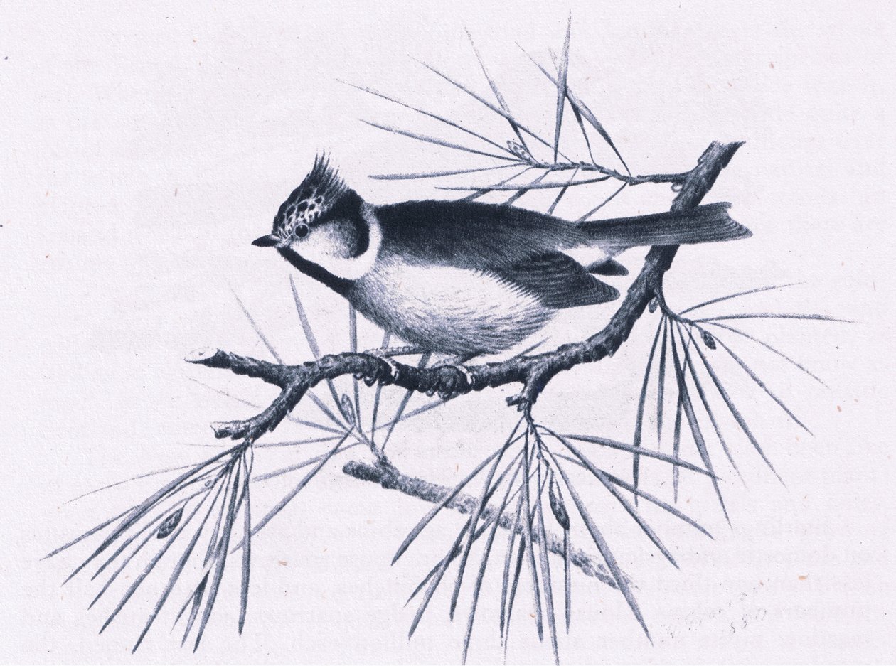 Scottish Crested Tits, Nature na Grã-Bretanha publicado por Collins, 1946 de Hendrik Gronvold