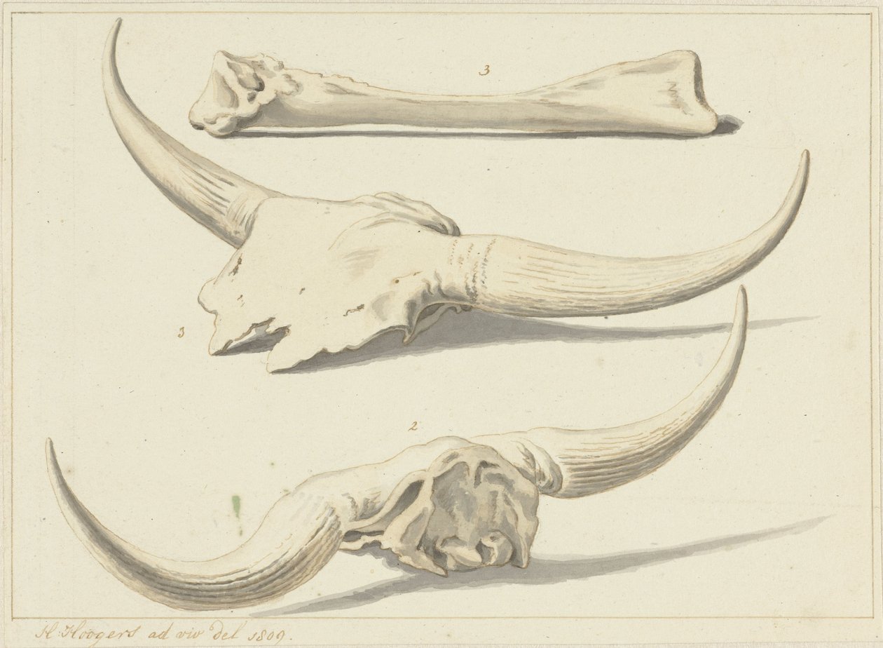 Ossos fósseis de uma auroque encontrados durante a inundação, 1809 de Hendrik Hoogers