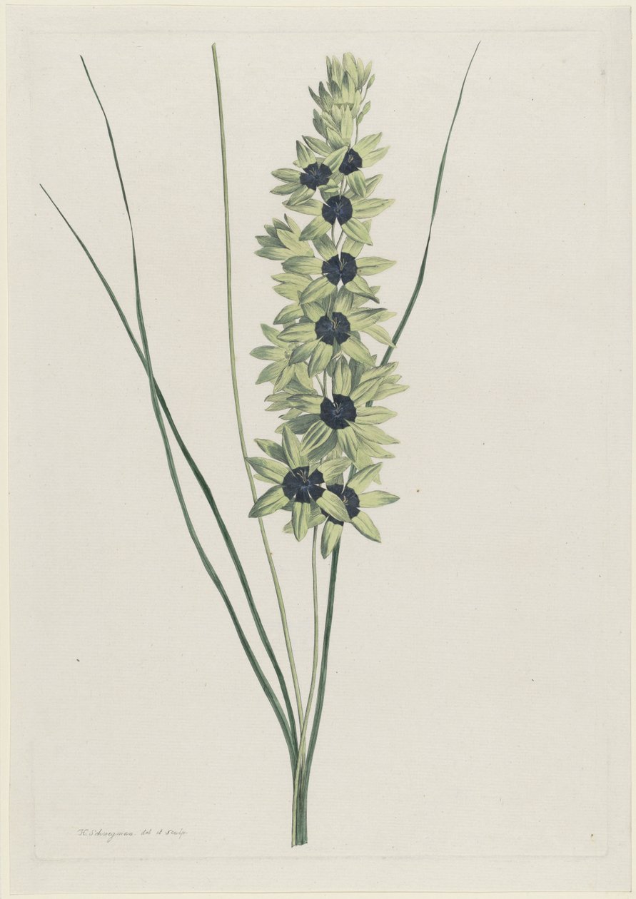 Afrikaanse iris (Ixia maculata viridis) de Hendrik Schwegman