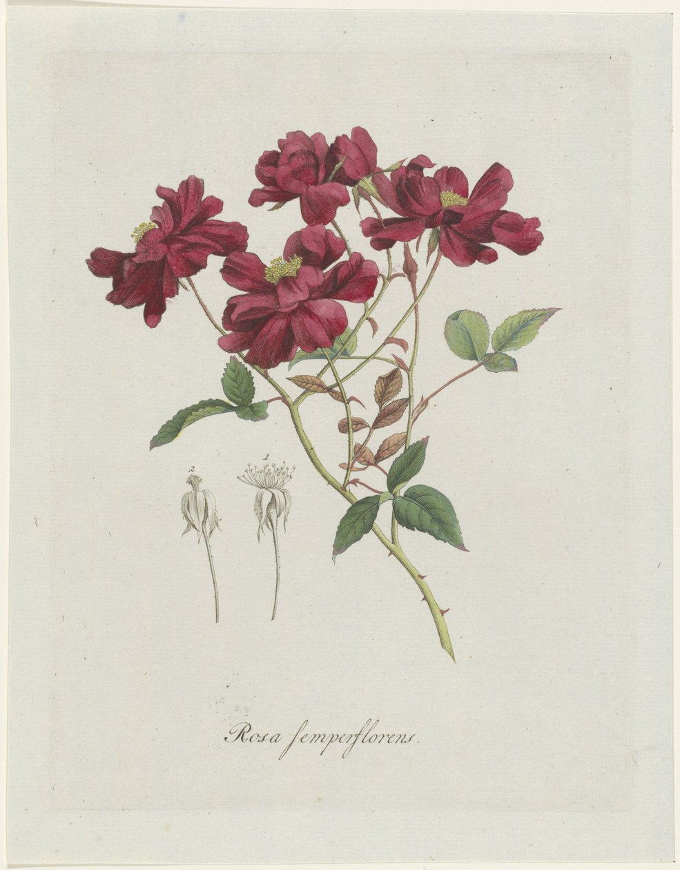 Galos chineses (Rosa chinensis Jacq.)
Rosa semperflorens (título sobre o objecto) de Hendrik Schwegman