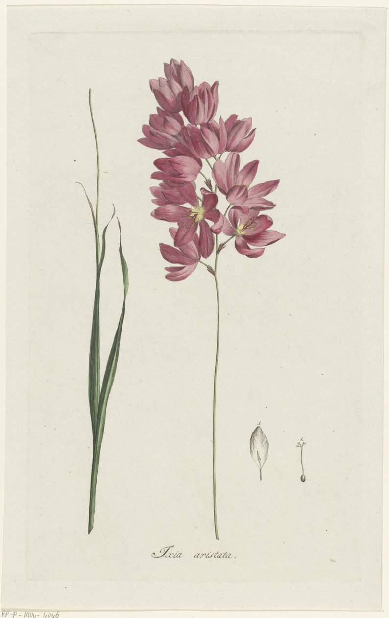 Ixia patens Aiton
Ixia aristata (título sobre o objecto) de Hendrik Schwegman