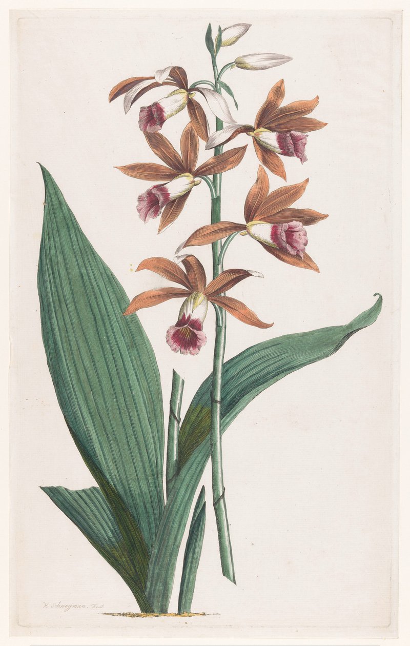 Moerasorchidee Limodorum Tankervilliae (título no objeto) de Hendrik Schwegman