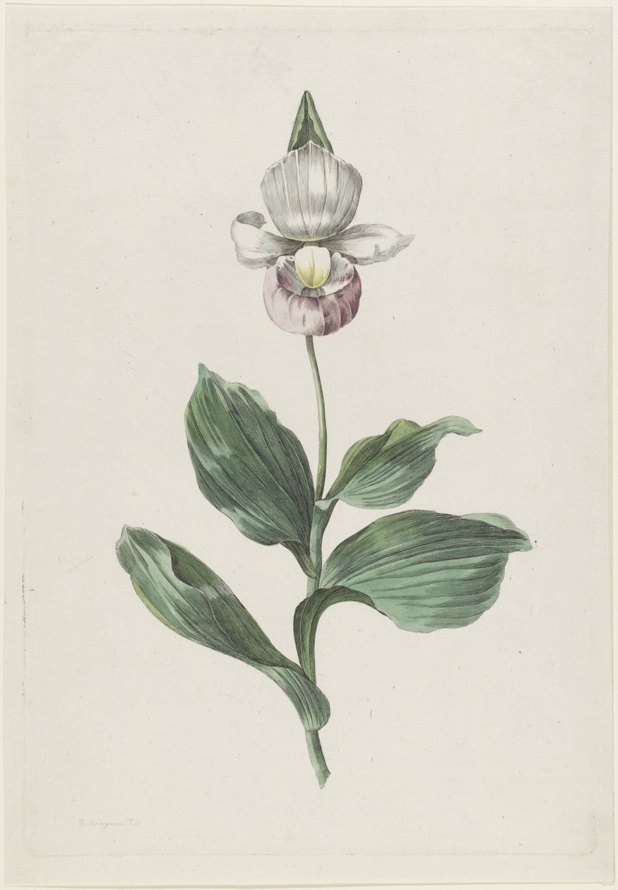 Chinelo da Dama Orquídea (Cypripedium reginae Walter) de Hendrik Schwegman