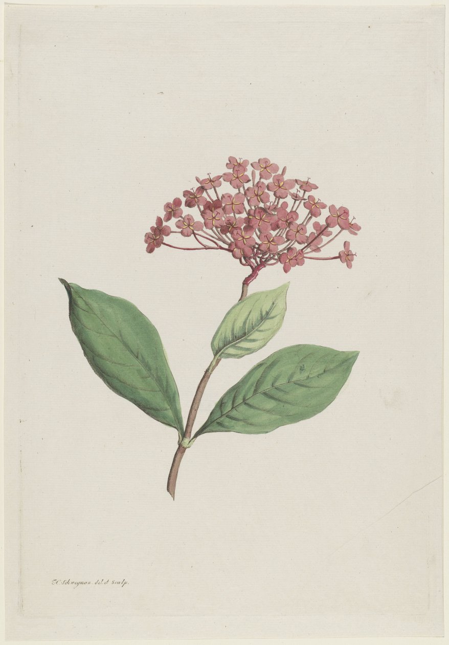 Cereja de pavão (Ixora coccinea) de Hendrik Schwegman
