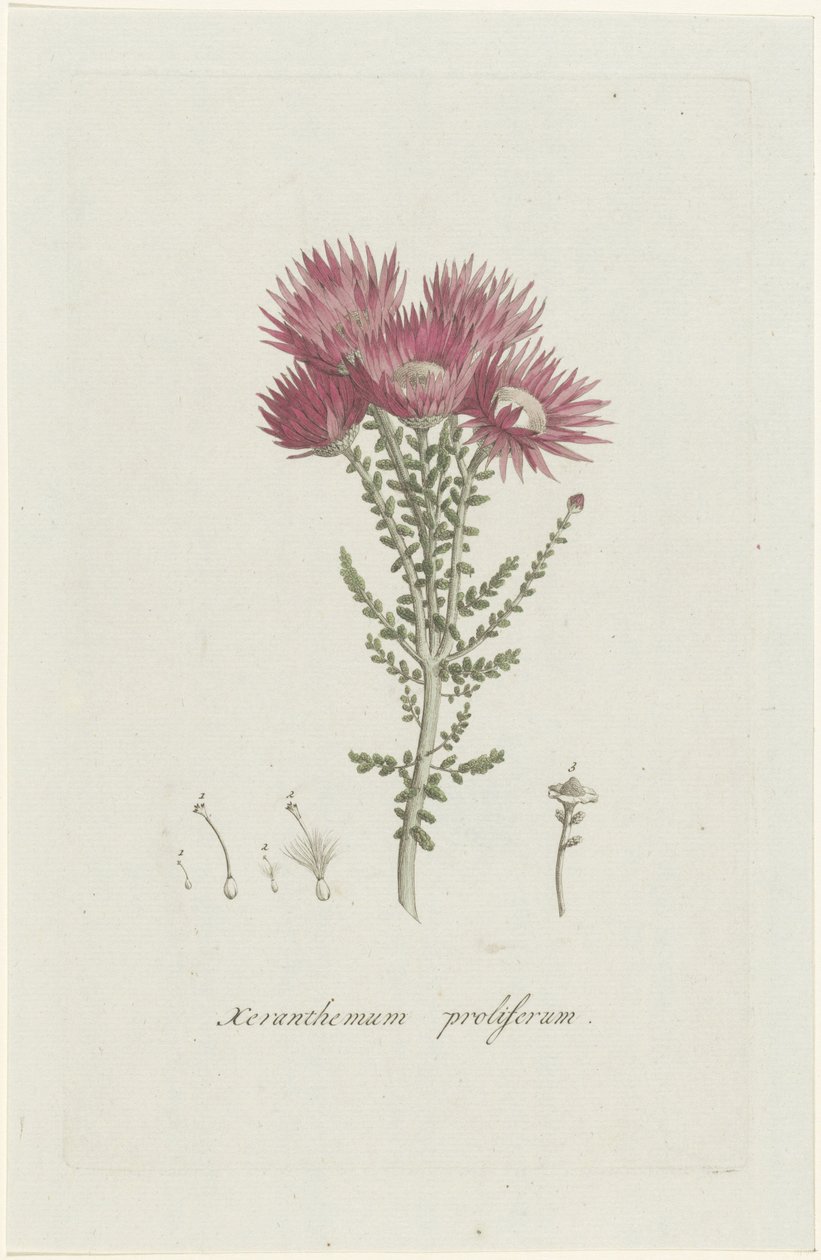 Fenocoma prolifera Xeranthemum proliferum (título no objeto) de Hendrik Schwegman