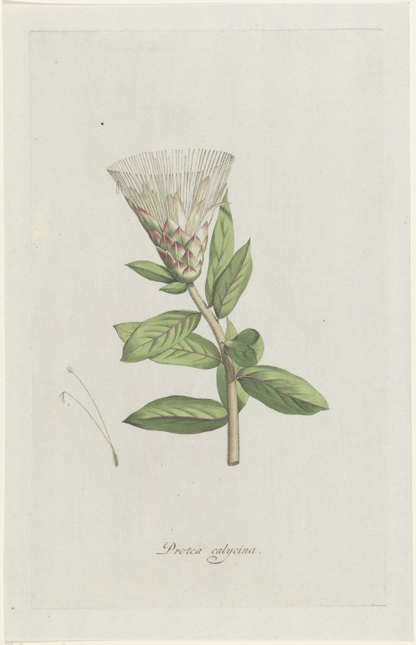Protea
Protea calycina (título sobre o objecto) de Hendrik Schwegman
