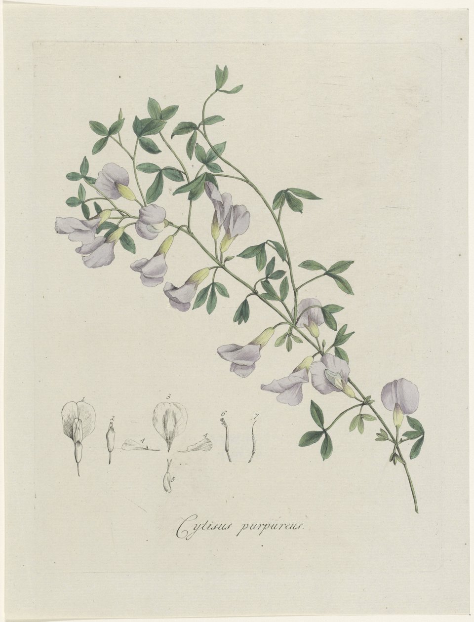 Purperen brem
Cytisus purpureus (título sobre o objecto) de Hendrik Schwegman