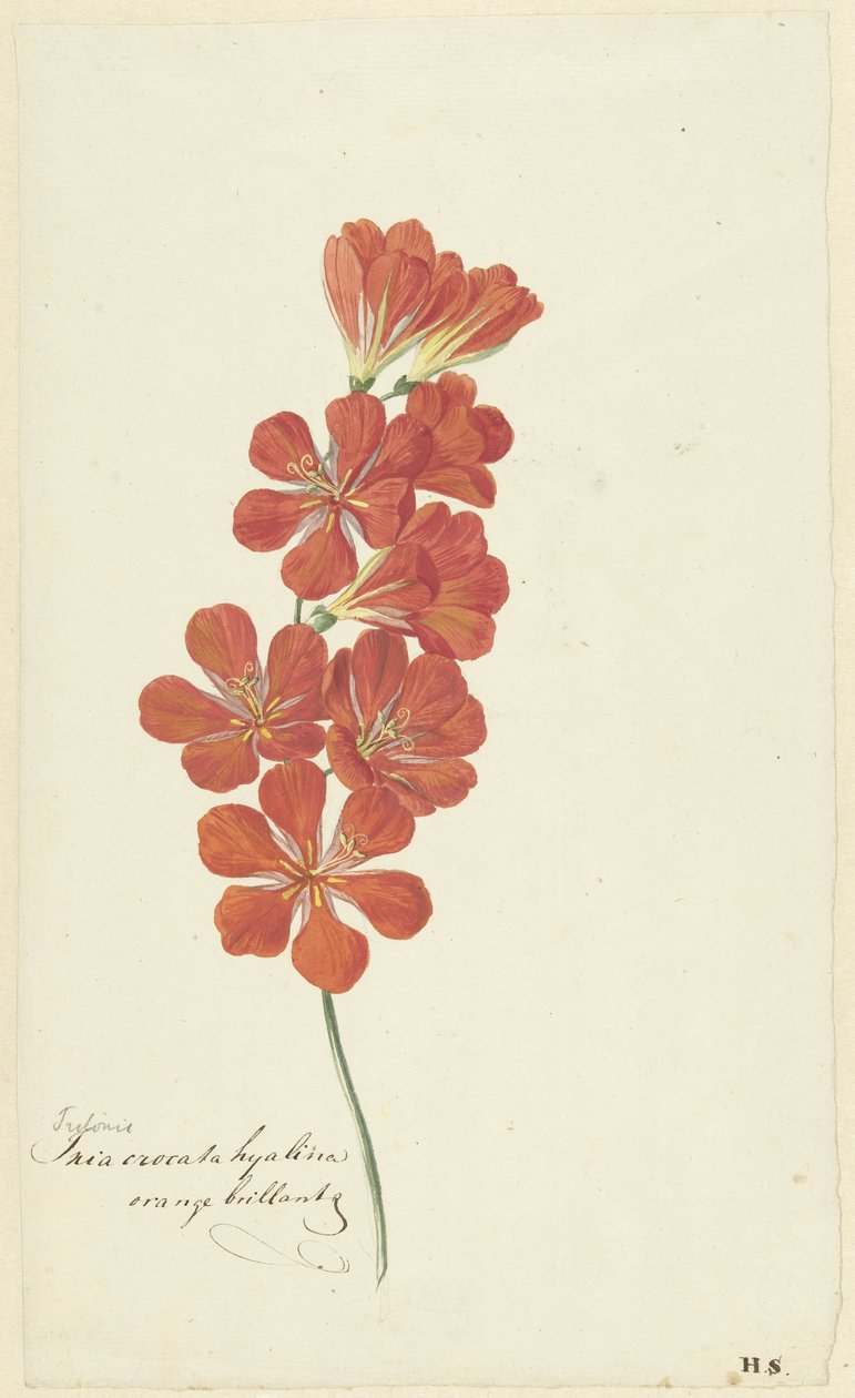 Tritonia Crocata (Flame Freesia) de Hendrik Schwegman